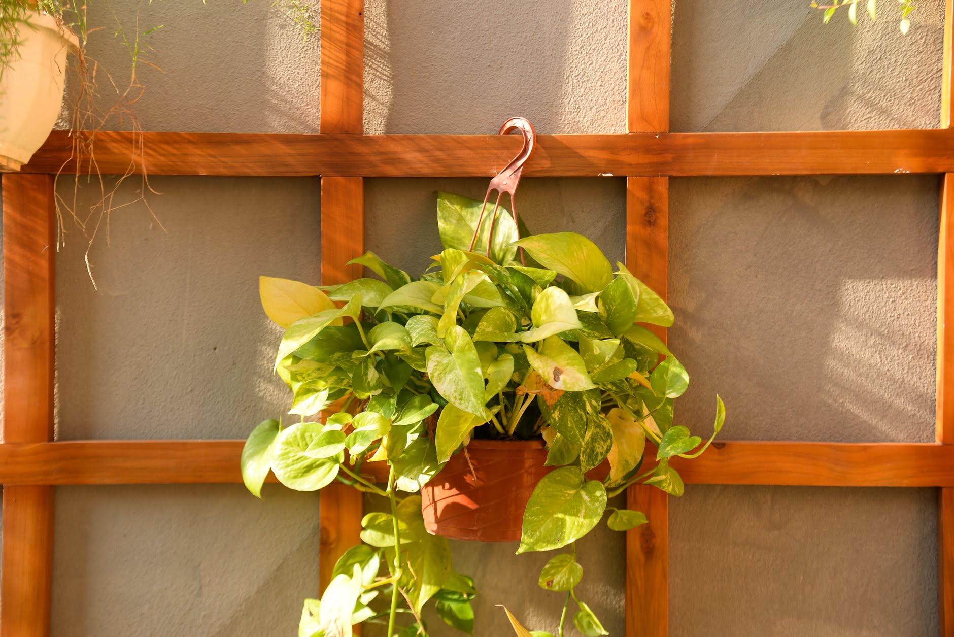 Potatura pothos: questo taglio può fermarlo per mesi