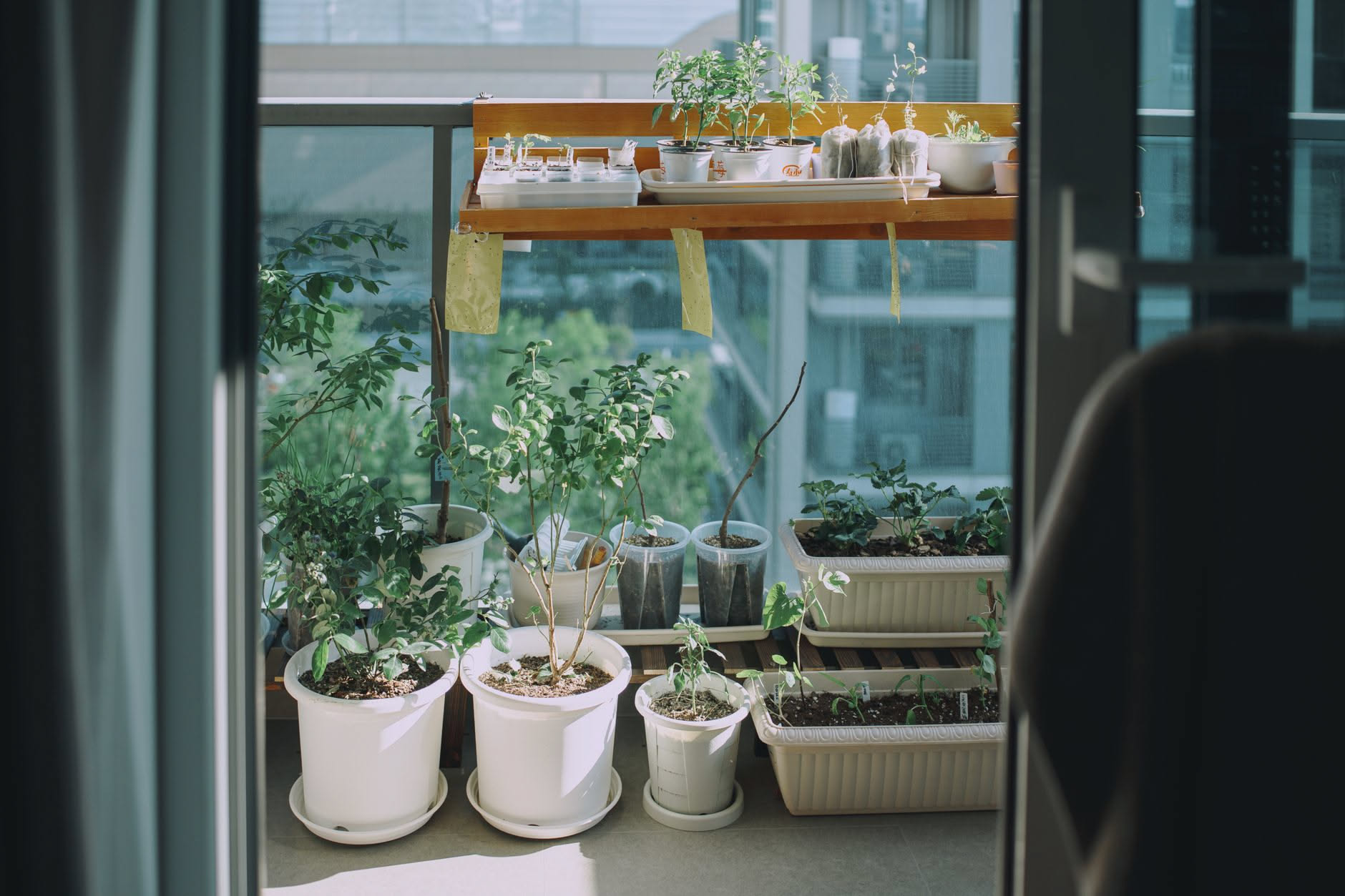 Come riconoscere le piante che soffrono sul balcone: la guida
