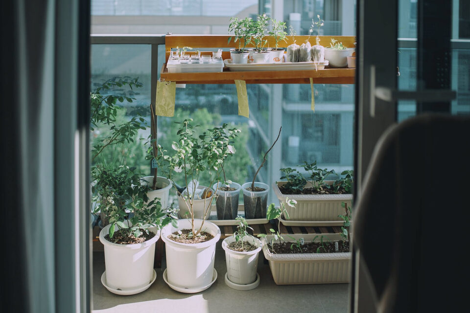 Come riconoscere le piante che soffrono sul balcone: la guida