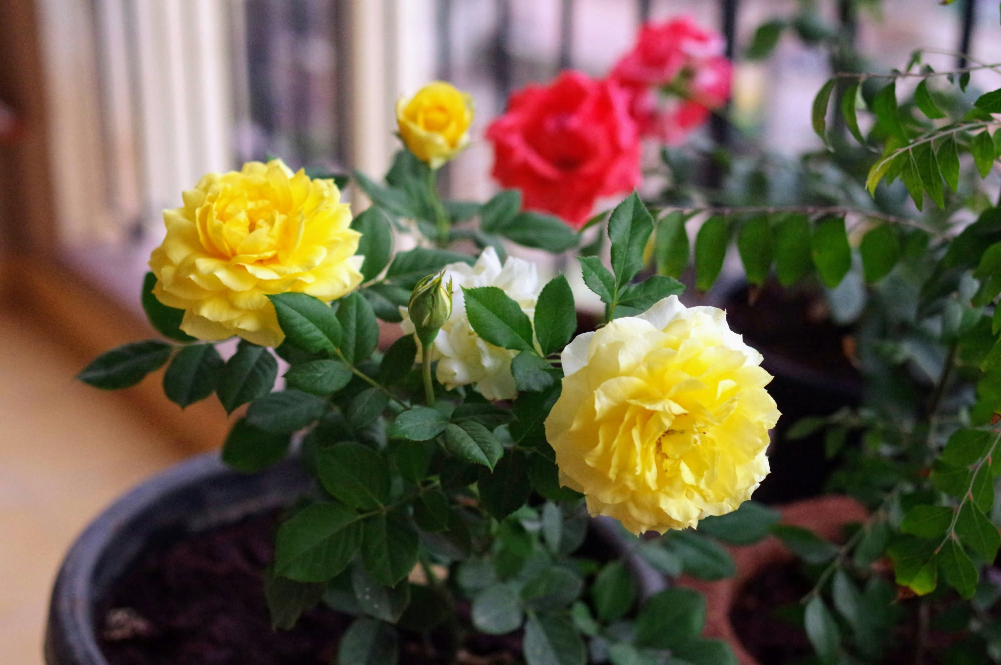 Rosa in vaso su un terrazzo dopo la fioritura, con foglie verdi e nessun bocciolo