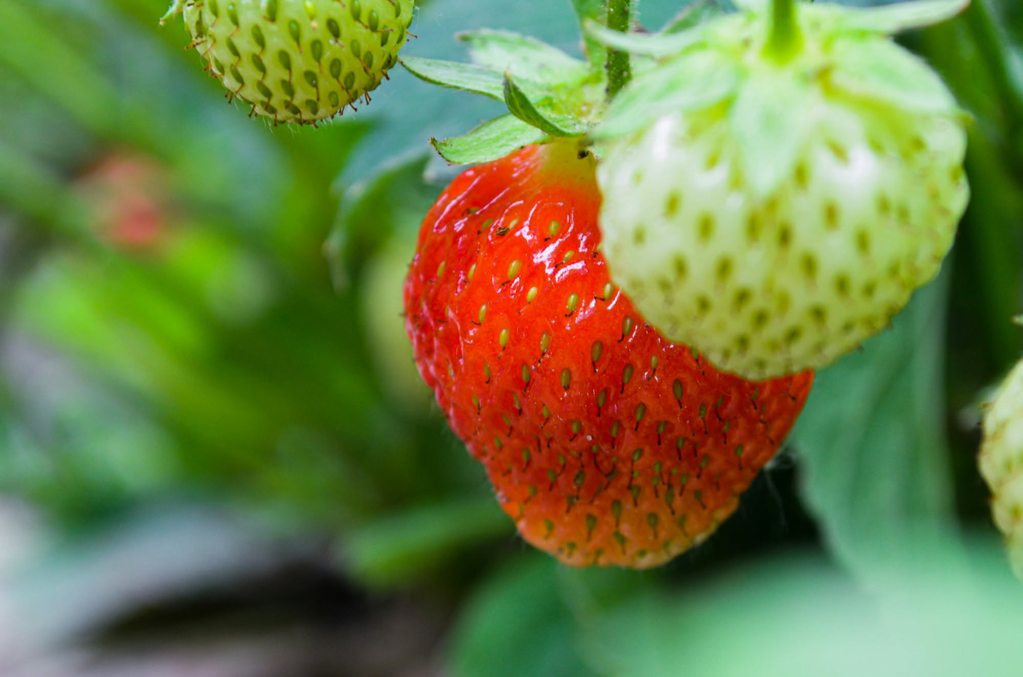 Fragole: il test delle 24 ore per capire quanto sono fresche