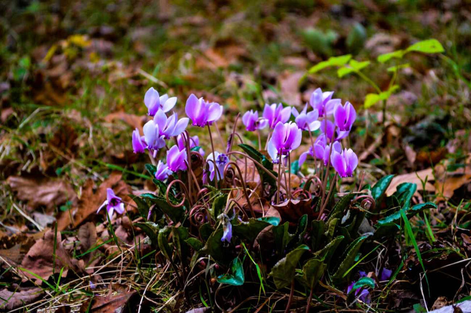 Ciclamini in ambiente naturale tra foglie e vegetazione del sottobosco