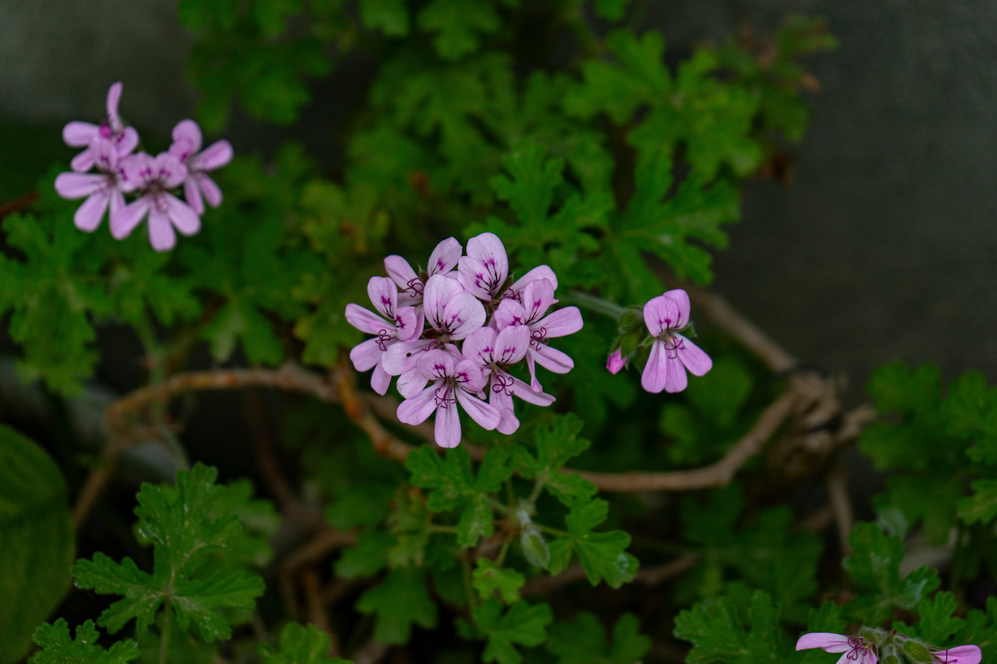 Pianta dell'incenso Plectranthus variegata in un vaso appeso sul balcone