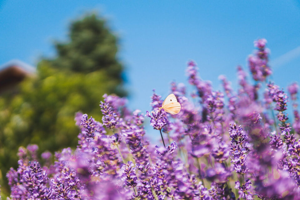La lavanda tiene lontani questi insetti: dove conviene piantarla
