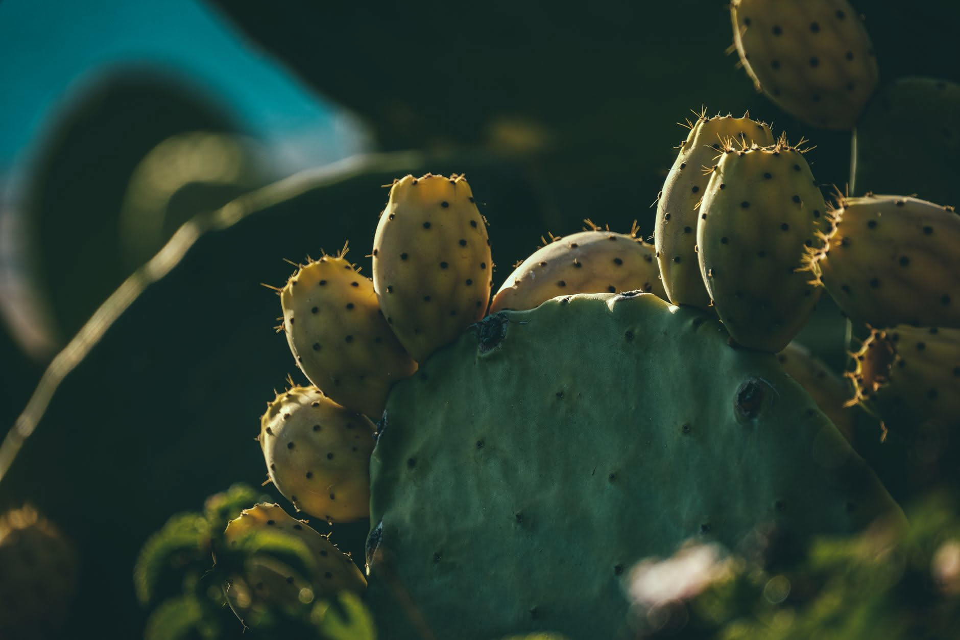 Agave americana con lo stelo fiorale alto sulla scogliera