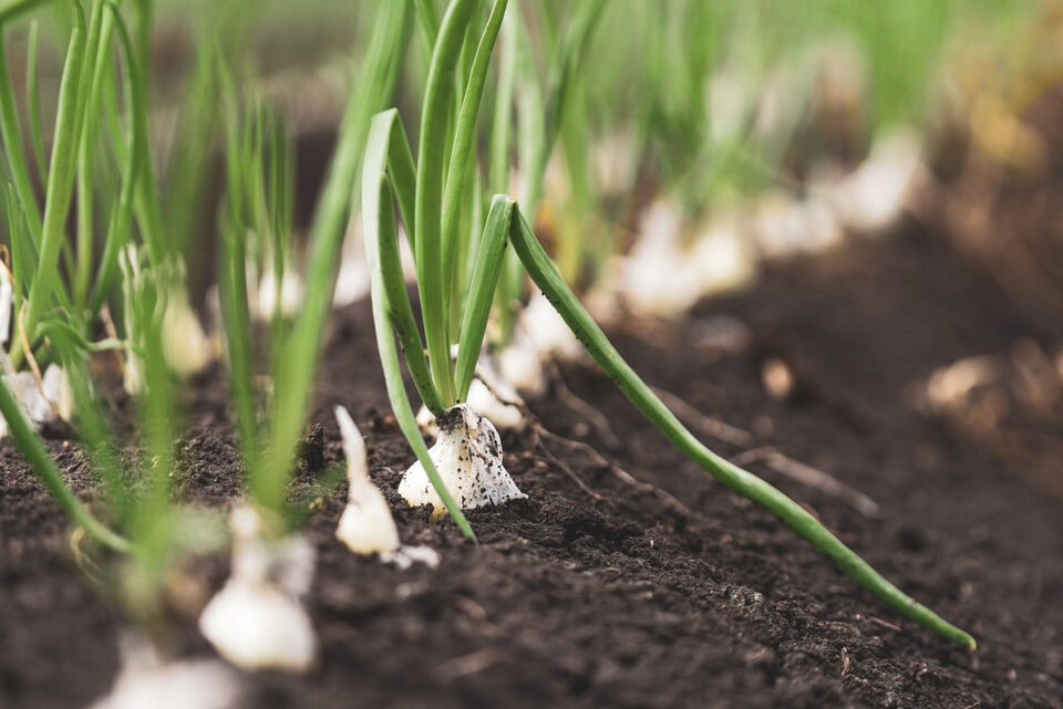 Guarda subito tra i fili dell’erba cipollina perché potrebbero spuntare nuovi germogli