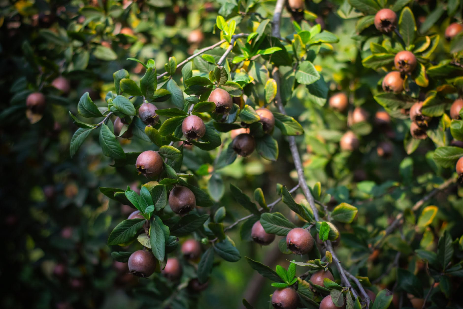 Radici colonnari del grande ficus dell'Orto Botanico di Palermo che scendono dai rami fino a terra