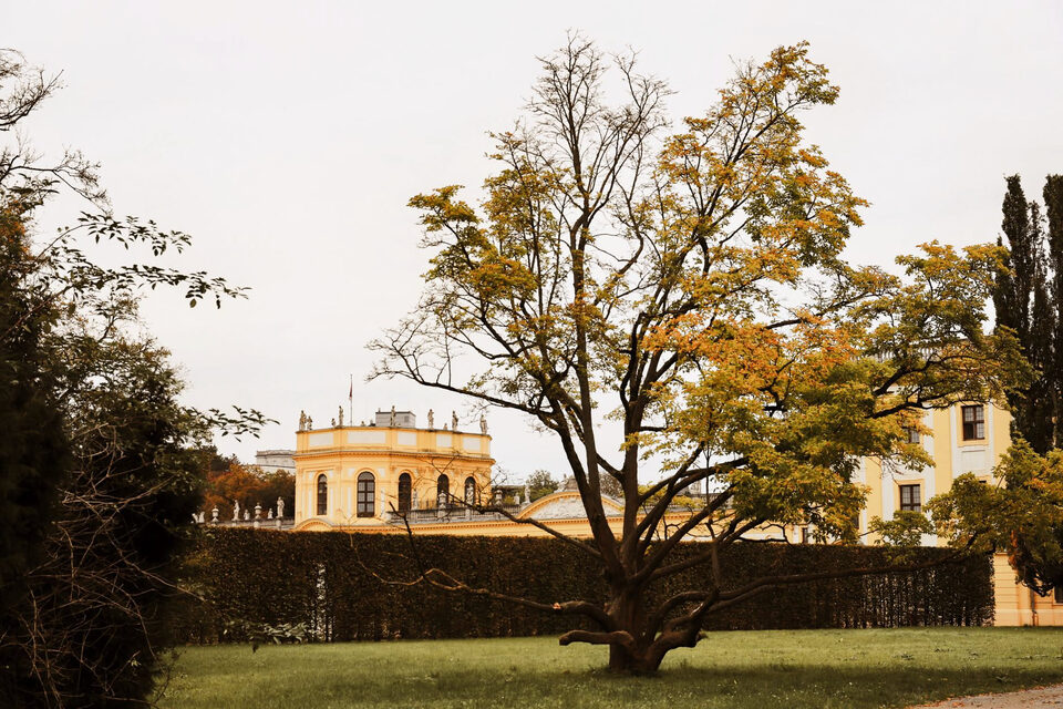 Albero con le foglie ingiallite in un giardino a settembre