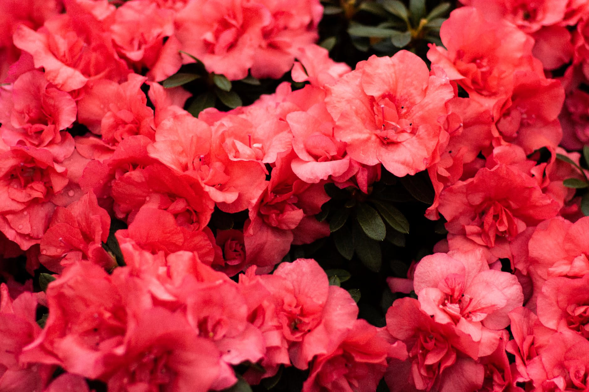 Foglie gialle: perché compaiono nell’azalea e cosa fare subito
