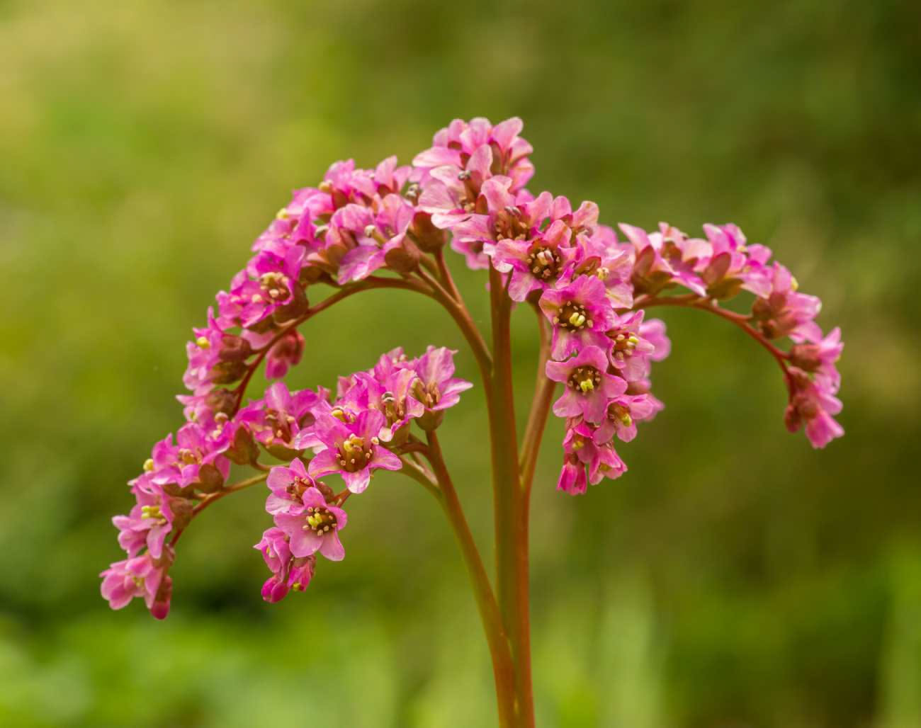 Pianta della nonna: 6 cose da sapere sulla Bergenia nel giorno dedicato ai nonni