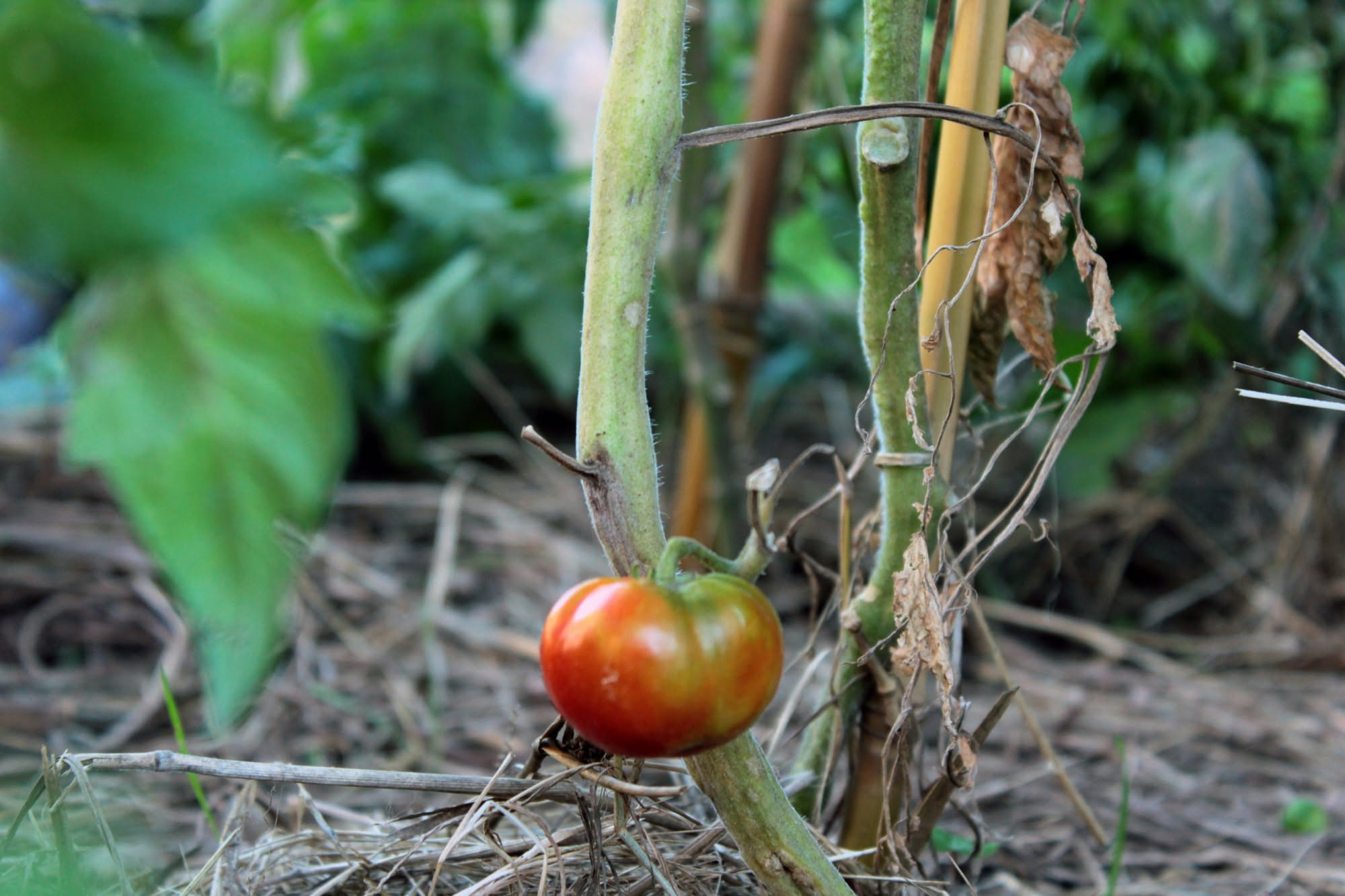 Pianta di pomodoro a fine stagione con grappoli di frutti verdi e rossi