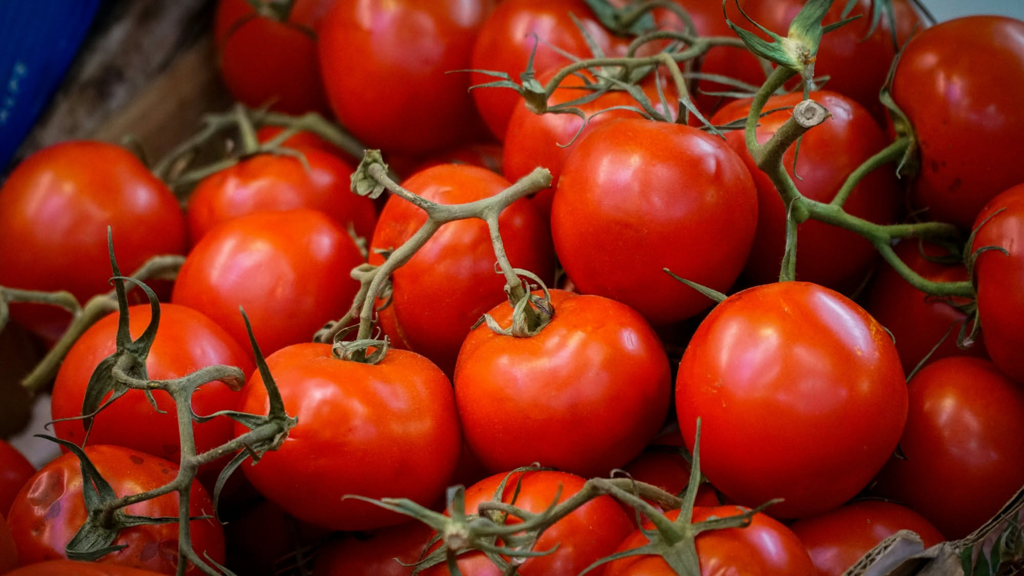 Come conservare i pomodori raccolti a ottobre: la guida