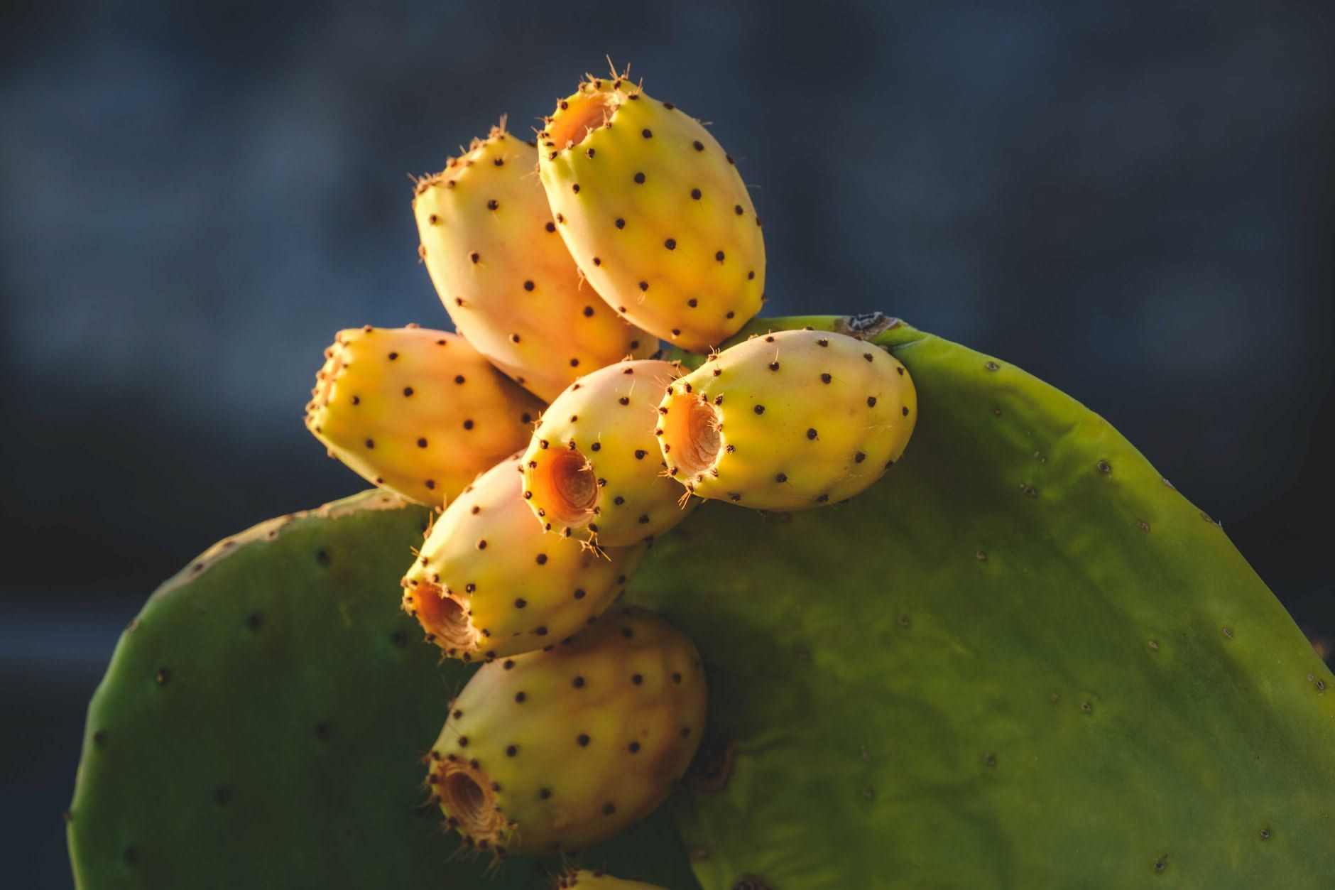 Foglia di aloe vera tagliata con il gel trasparente e il lattice giallo