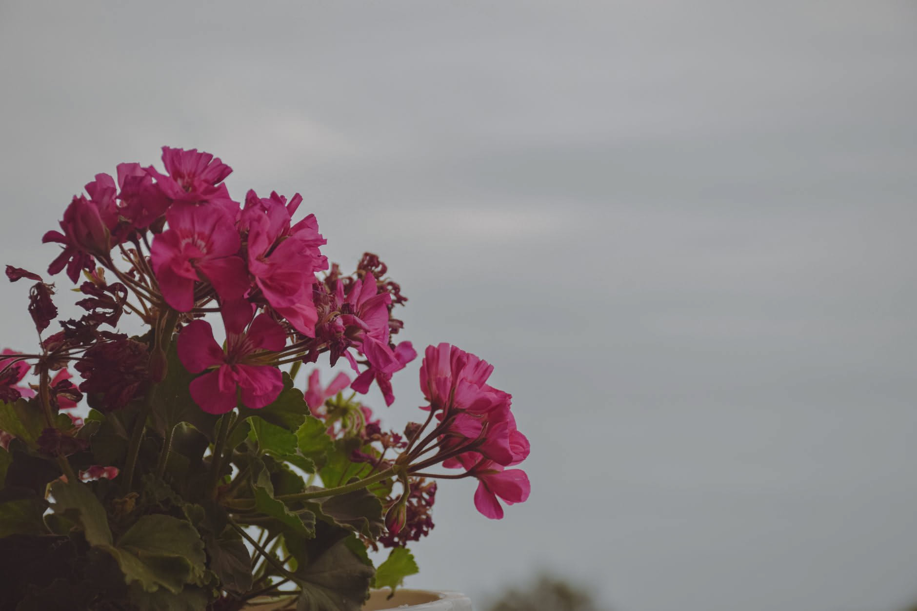 Fiori che spariscono troppo presto: il segnale che quasi tutti ignorano
