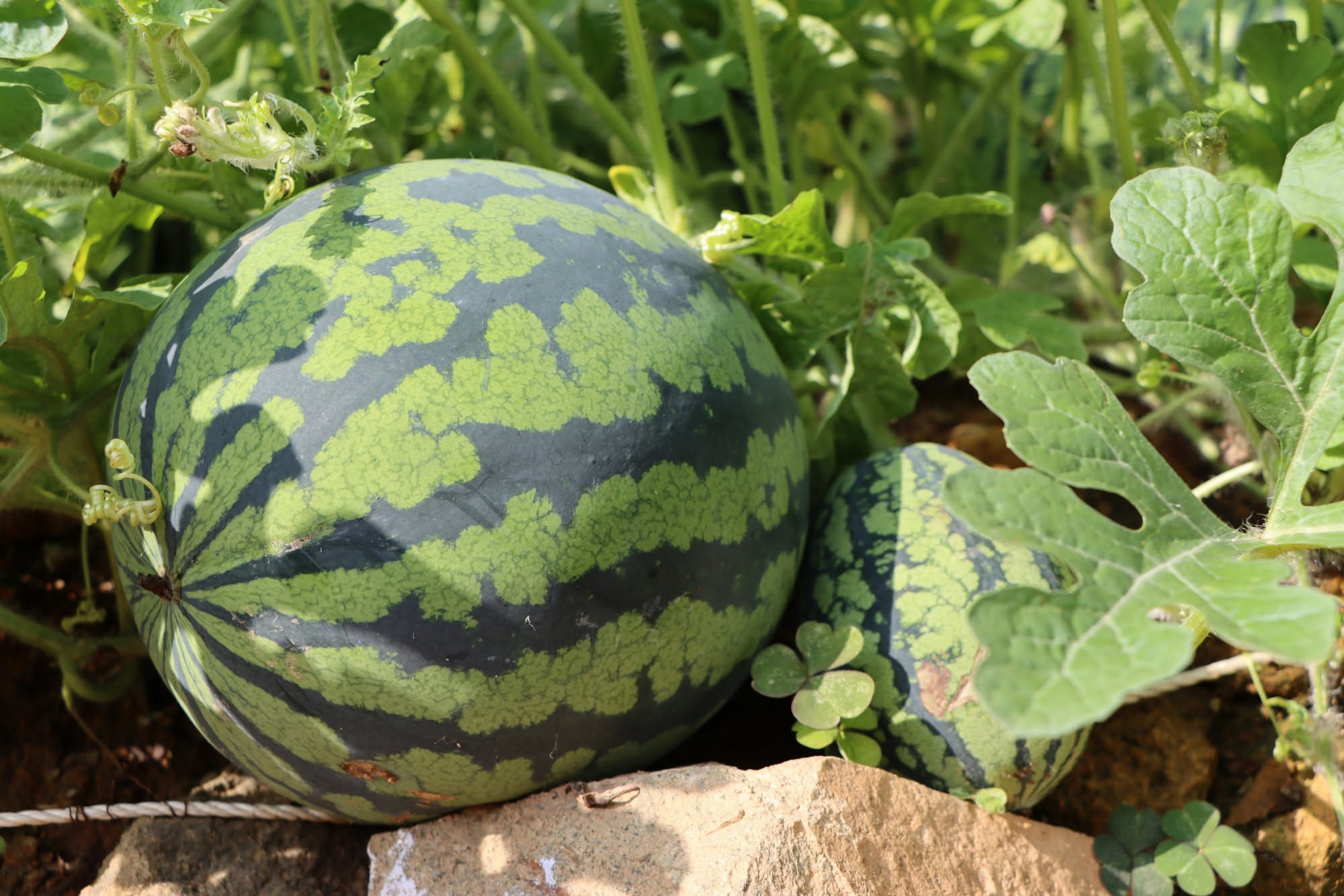 Melone: il test del profumo per capire se è maturo senza aprirlo