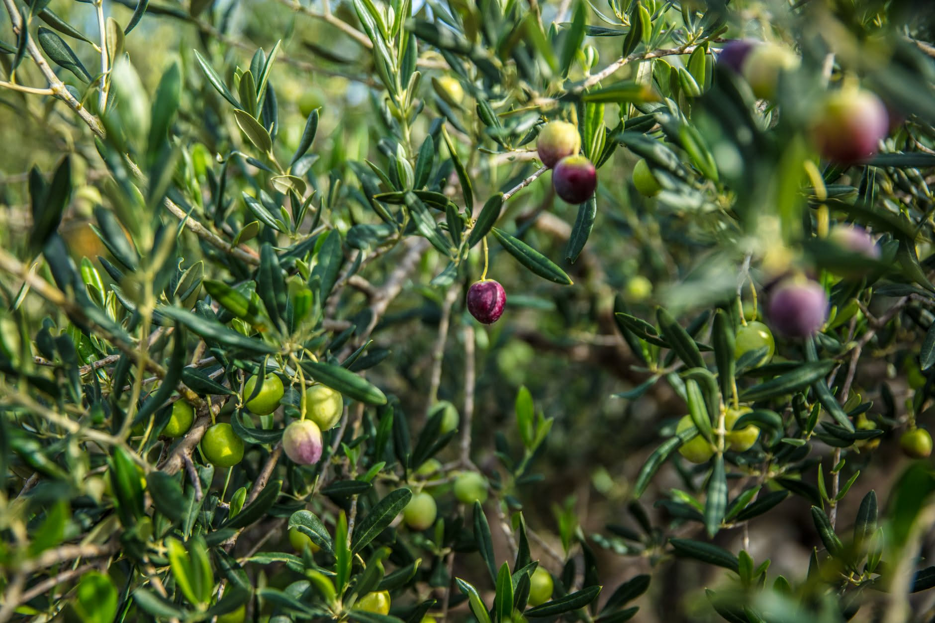 Olivo ornamentale in vaso con chioma tonda su un balcone