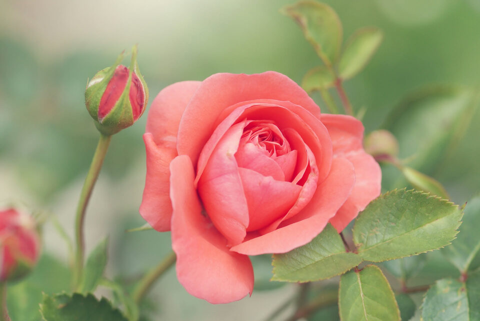 Parassiti piante: come riconoscerli sulle rose e intervenire subito