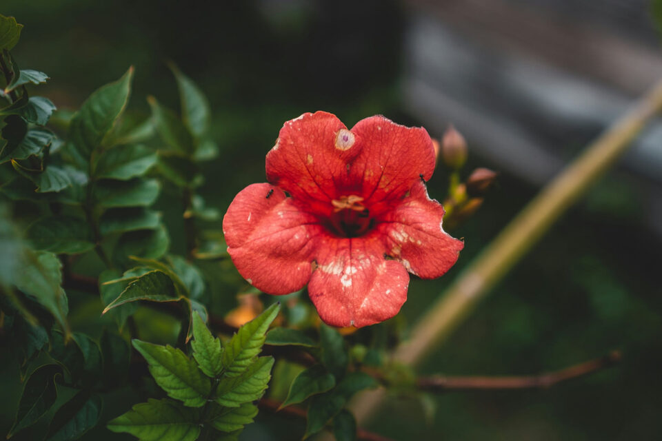 Bougainvillea: origine, specie, crescita, coltivazione e ciclo della fioritura