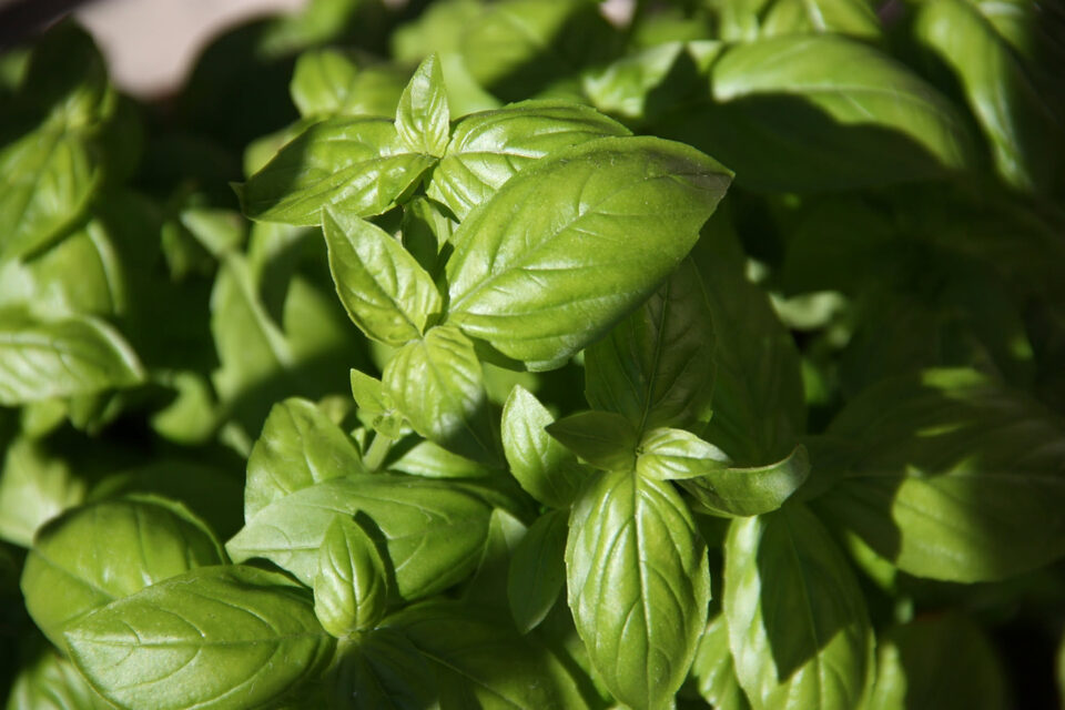 Il basilico a settembre può ancora produrre foglie nuove? Cosa osservare prima di eliminarlo