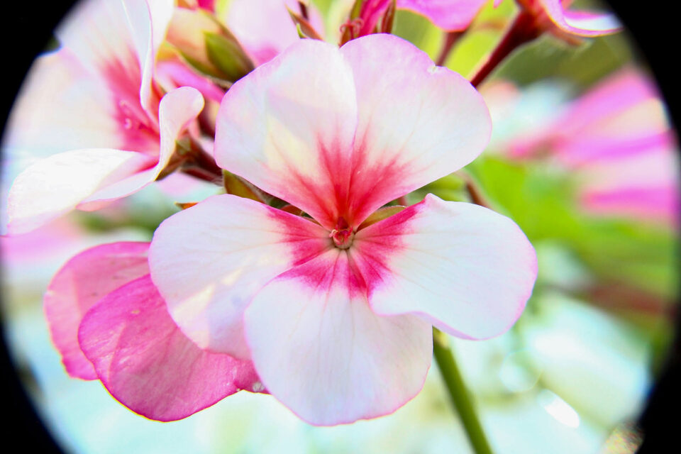 Orchidea Phalaenopsis: origine, struttura, coltivazione, fioritura e ciclo annuale