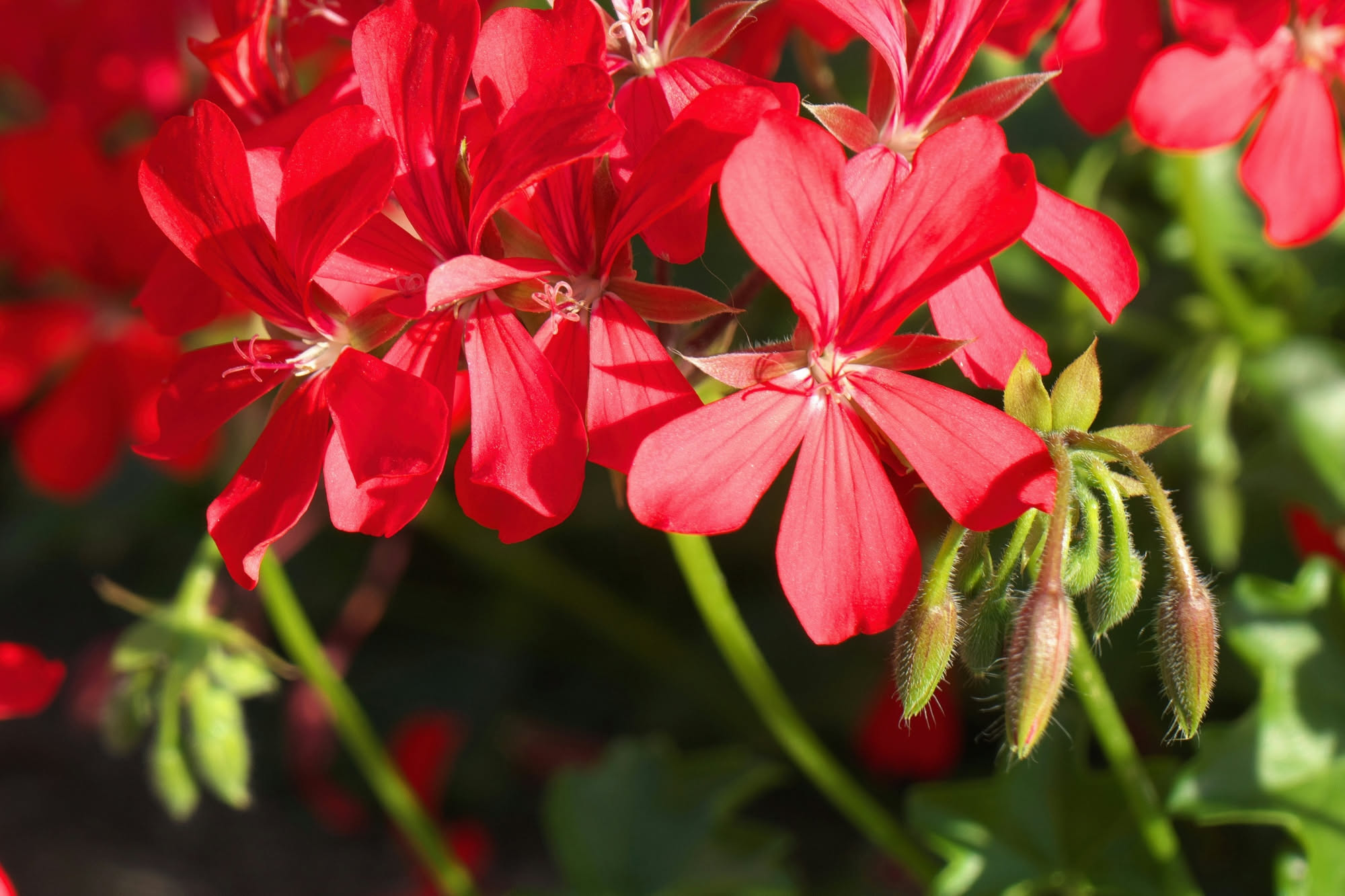 Coleus a foglie rosse e lime in pieno sole su un balcone