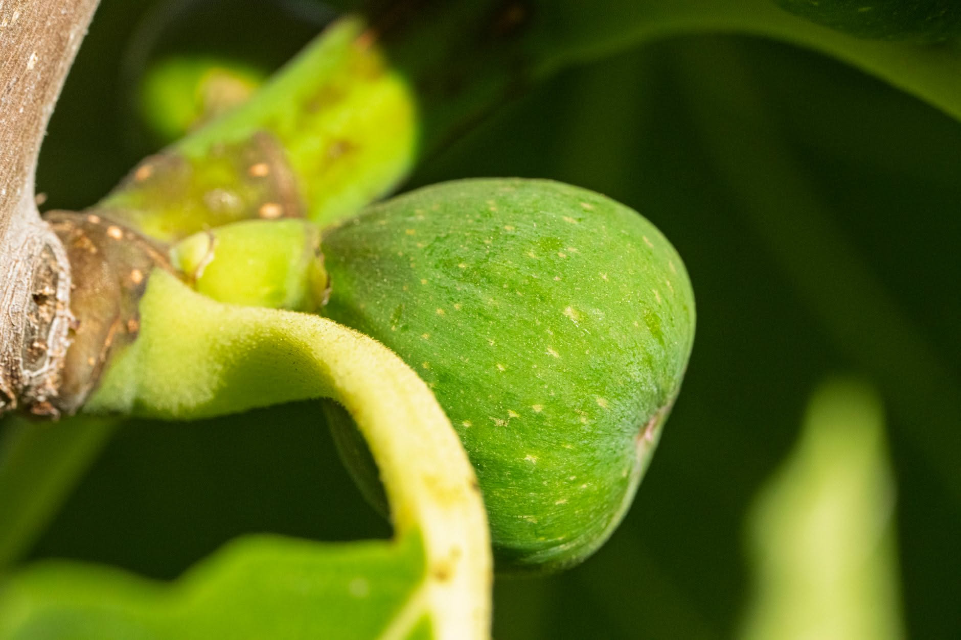 Ficus benjamin con rametto spezzato da cui esce una goccia di lattice bianco