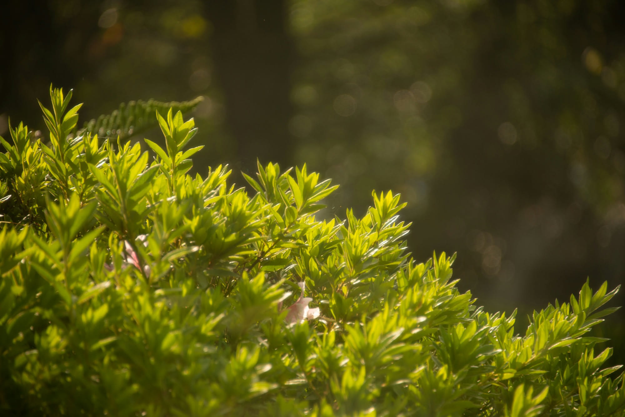 Calluna vulgaris: origine, caratteristiche, coltivazione e ciclo della pianta