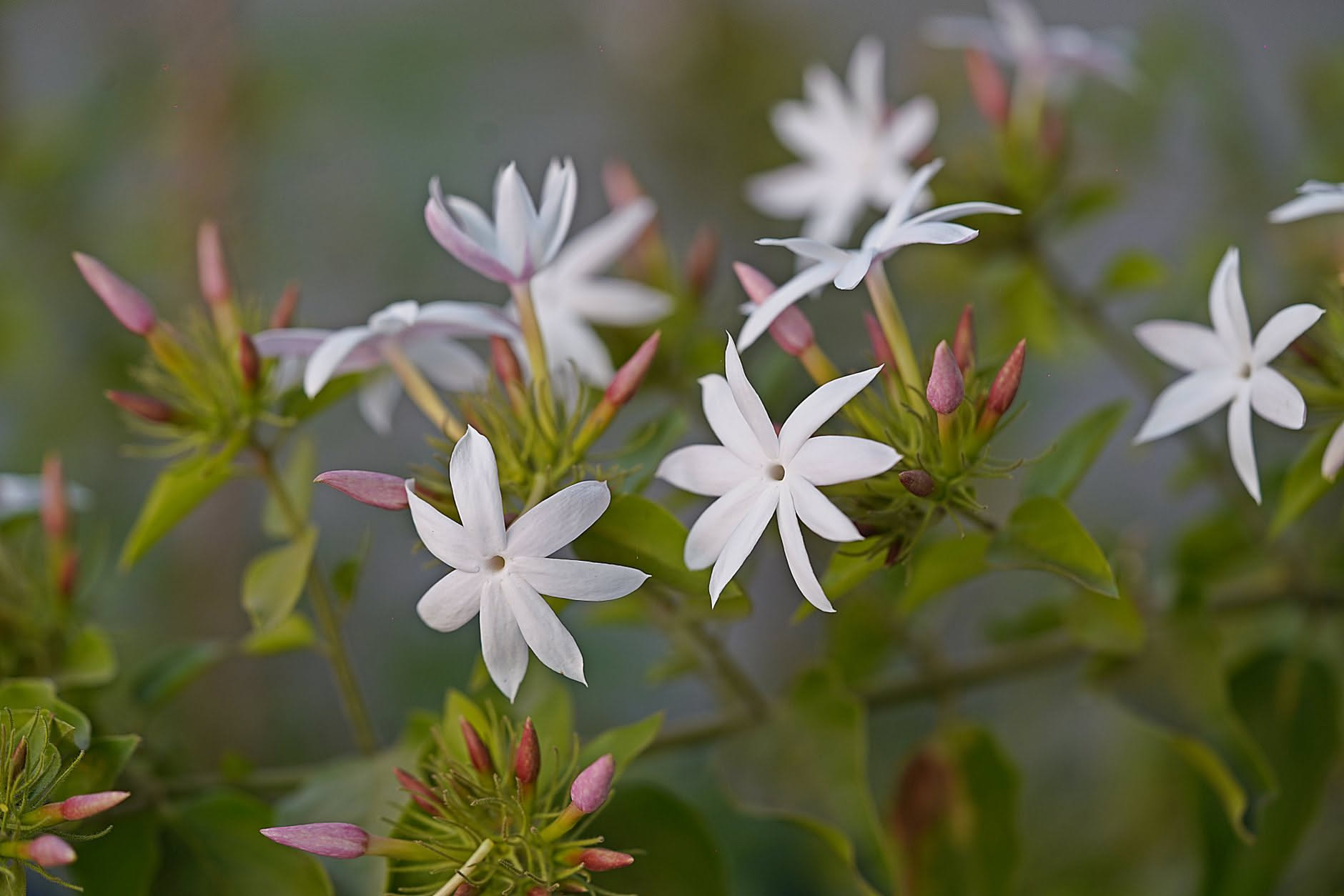 Foglie di oxalis triangularis ripiegate su se stesse al buio della sera
