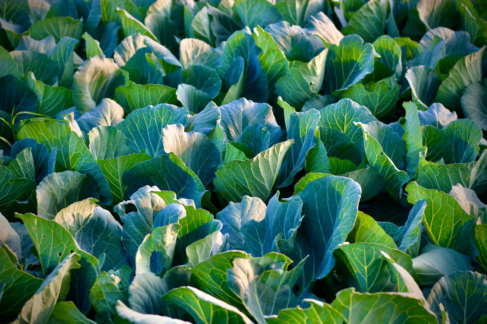 Piantine di cavolo in vaschetta alveolata pronte per il trapianto