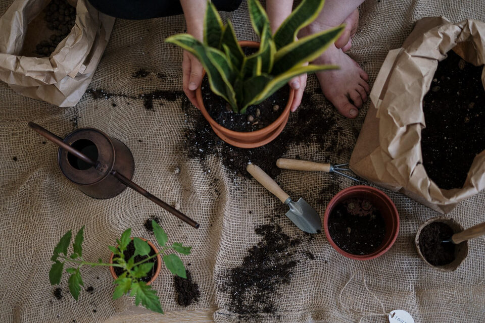 Monstera deliciosa: origine, crescita, coltivazione e sviluppo delle grandi foglie