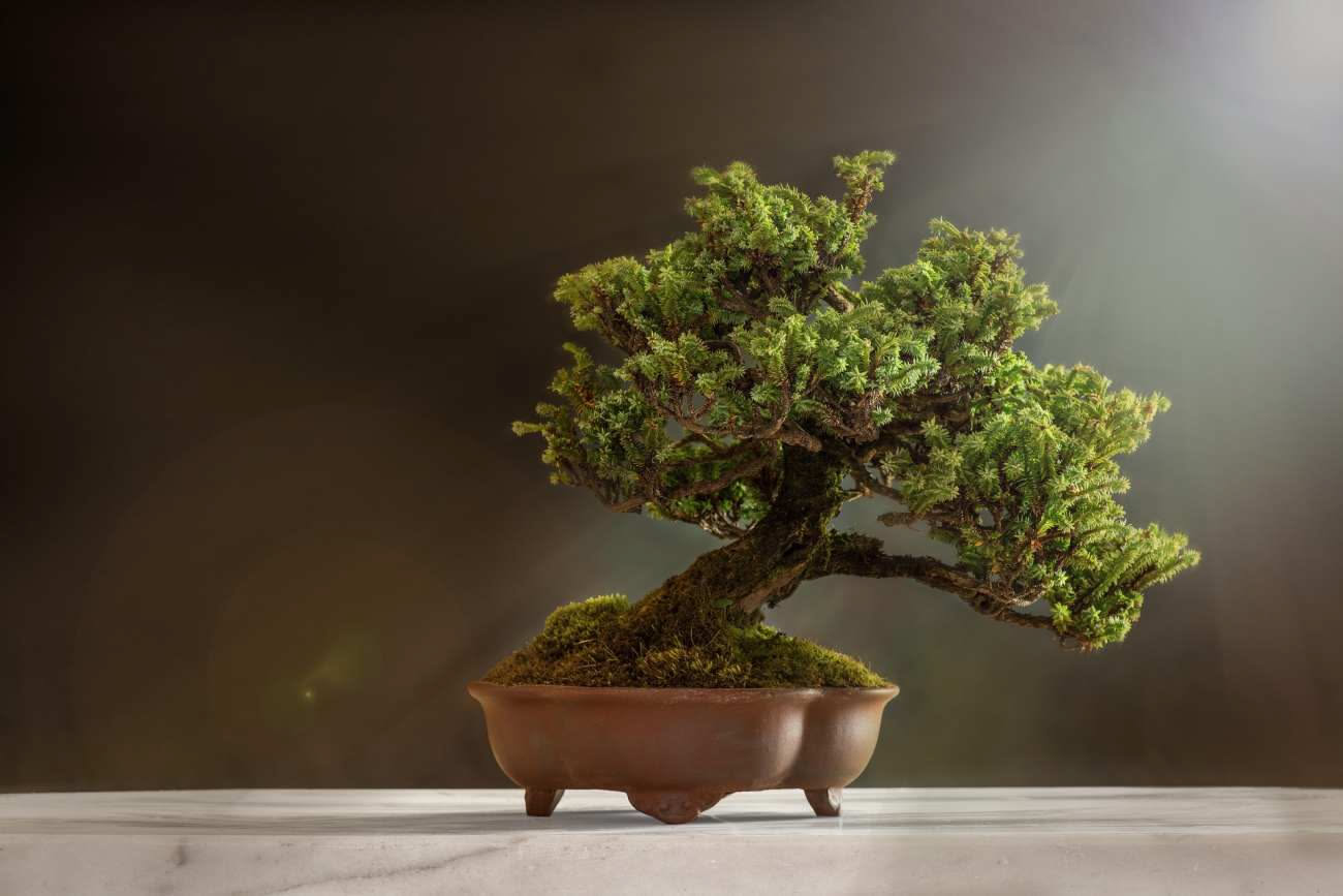 Bonsai che perde le foglie o gli aghi: quando è normale e quando bisogna intervenire