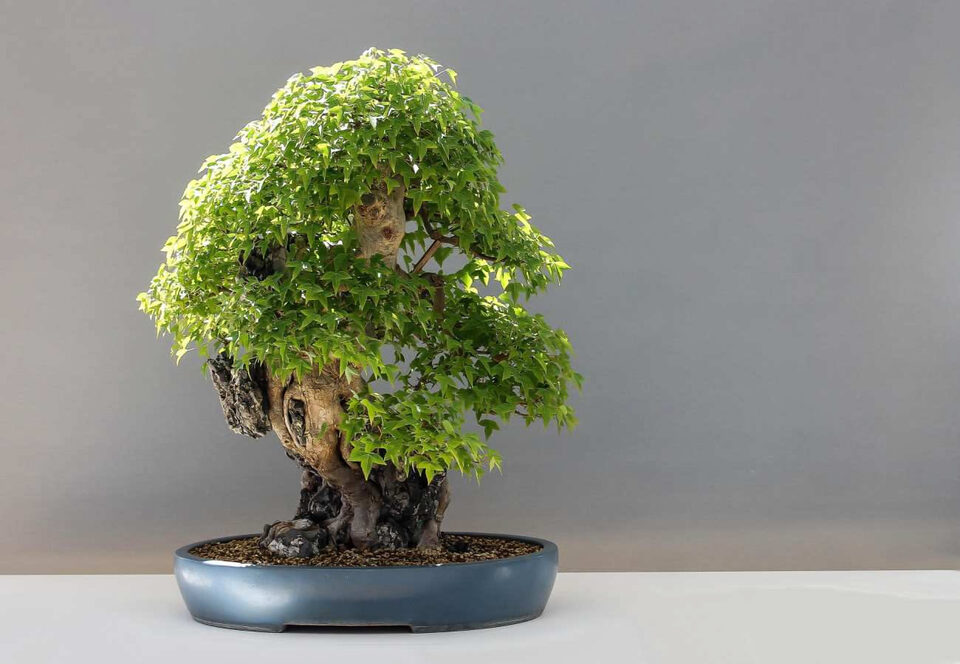 Bonsai sempreverde con chioma verde compatta