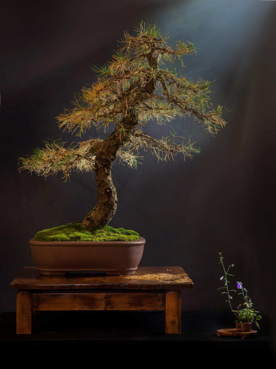 Bonsai con aghi ingialliti e parti ancora verdi