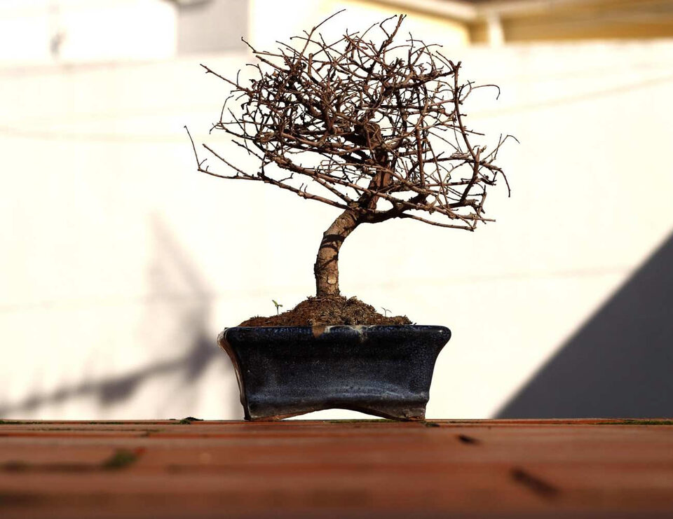 Piccolo bonsai completamente spoglio con fitta ramificazione