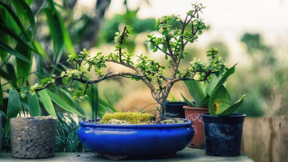 Bonsai verde coltivato accanto ad altre piante in vaso