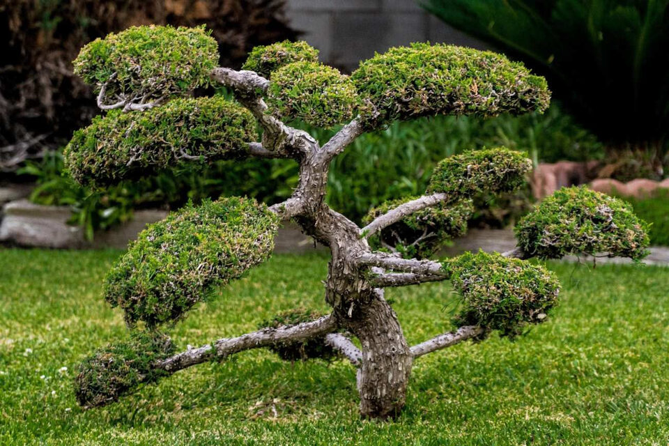 Bonsai coltivato in casa accanto a una grande finestra luminosa