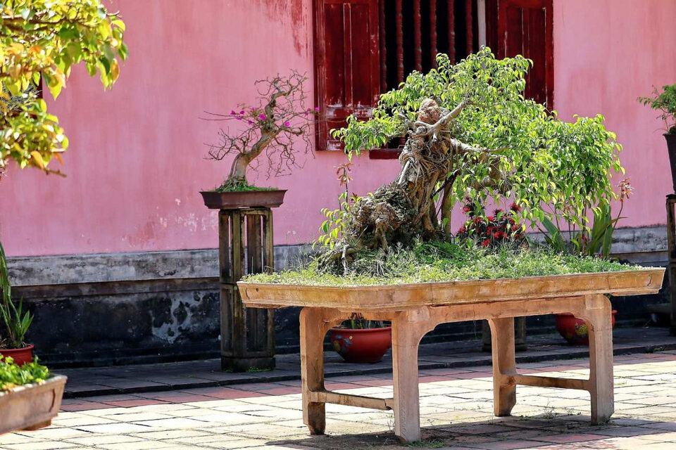 Piccolo bonsai coltivato all'aperto su un supporto luminoso