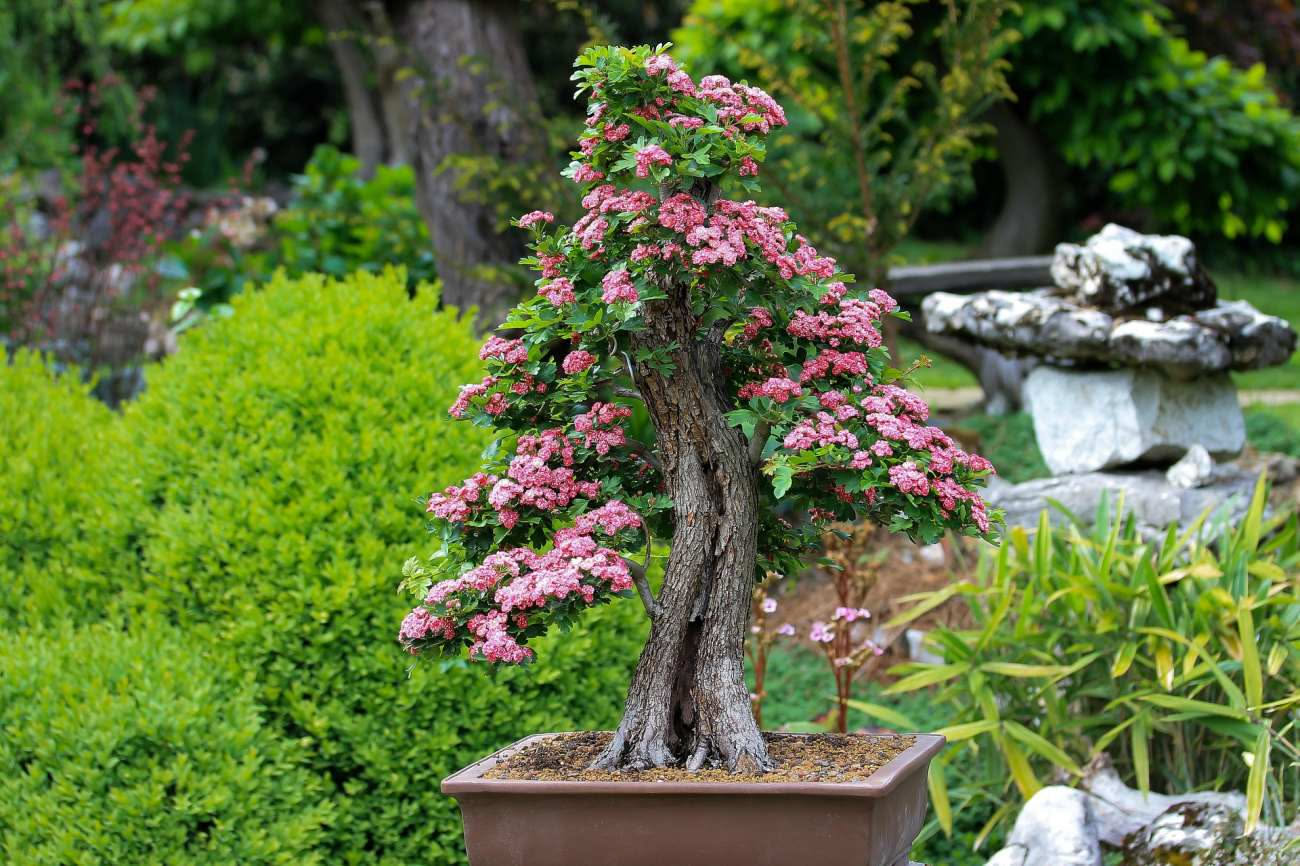 Bonsai in fiore o con frutti: cosa fare per non indebolire la pianta