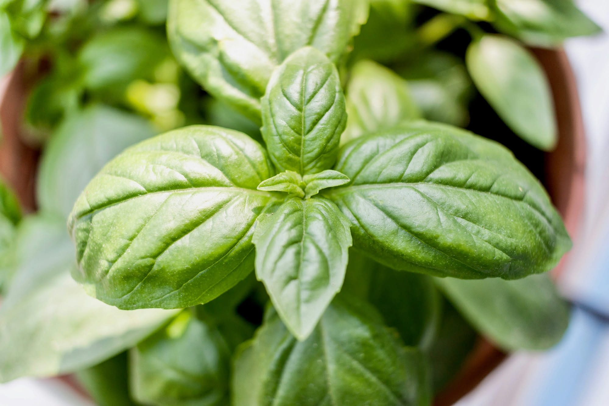 Vasi di rosmarino, salvia e timo su un balcone in autunno