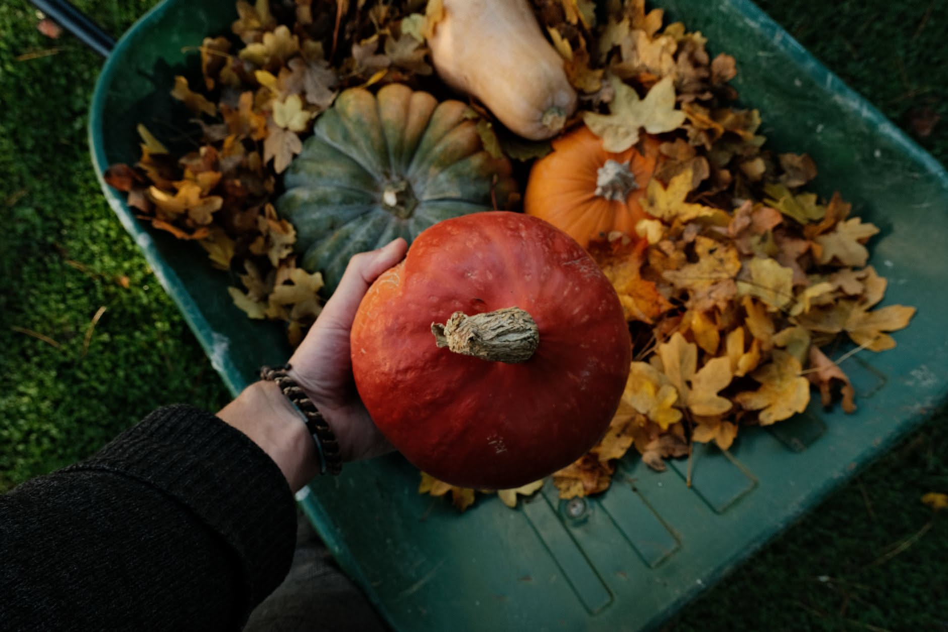 Zucca arancione con il picciolo secco color sughero e un pollice che preme la buccia