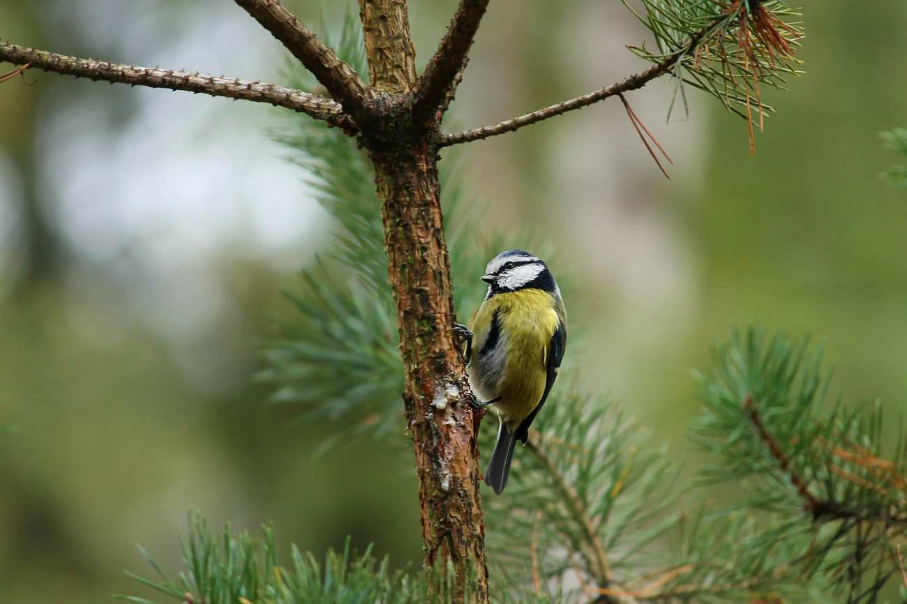 Cince in giardino: perché sono utili e quali insetti eliminano