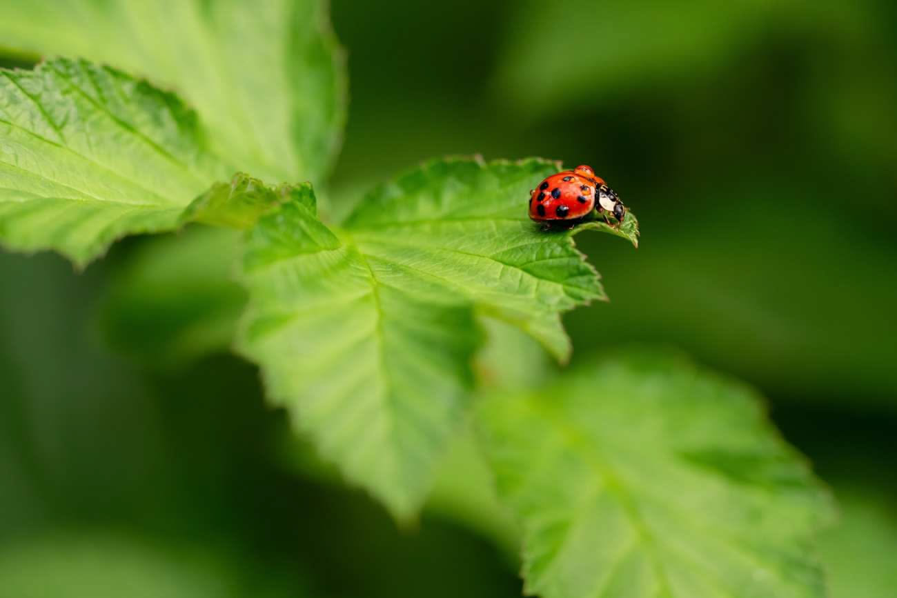 Coccinelle sulle piante: perché sono utili e quali parassiti mangiano