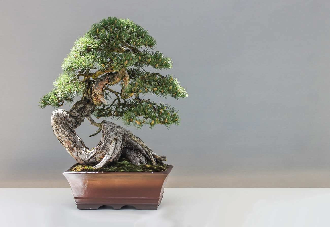 Come capire se un bonsai sta bene: 7 segnali visibili da osservare su foglie, rami e tronco