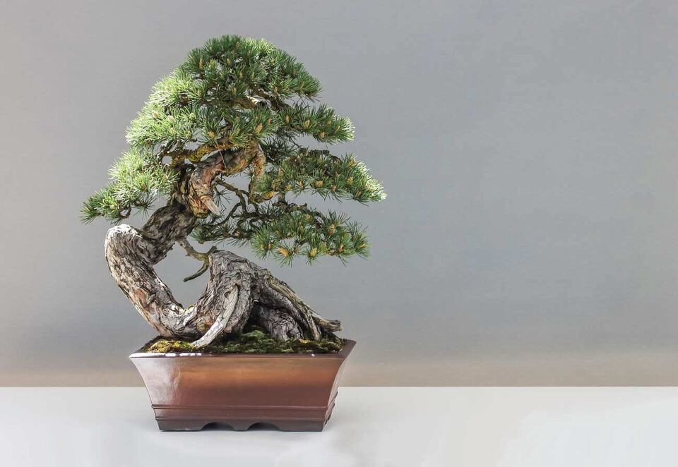 Bonsai verde con chioma folta e compatta