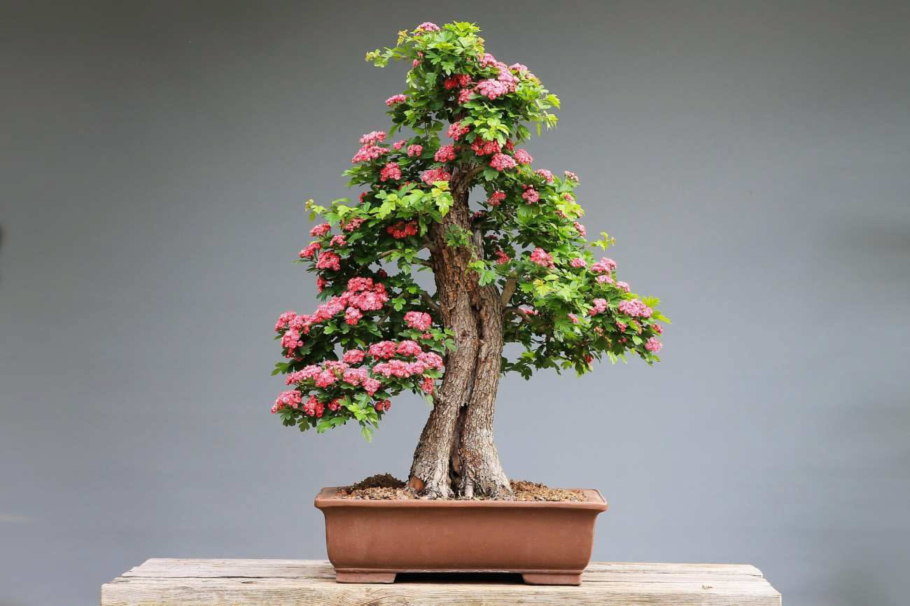 Come scegliere il vaso giusto per un bonsai: forma, profondità e proporzioni da osservare