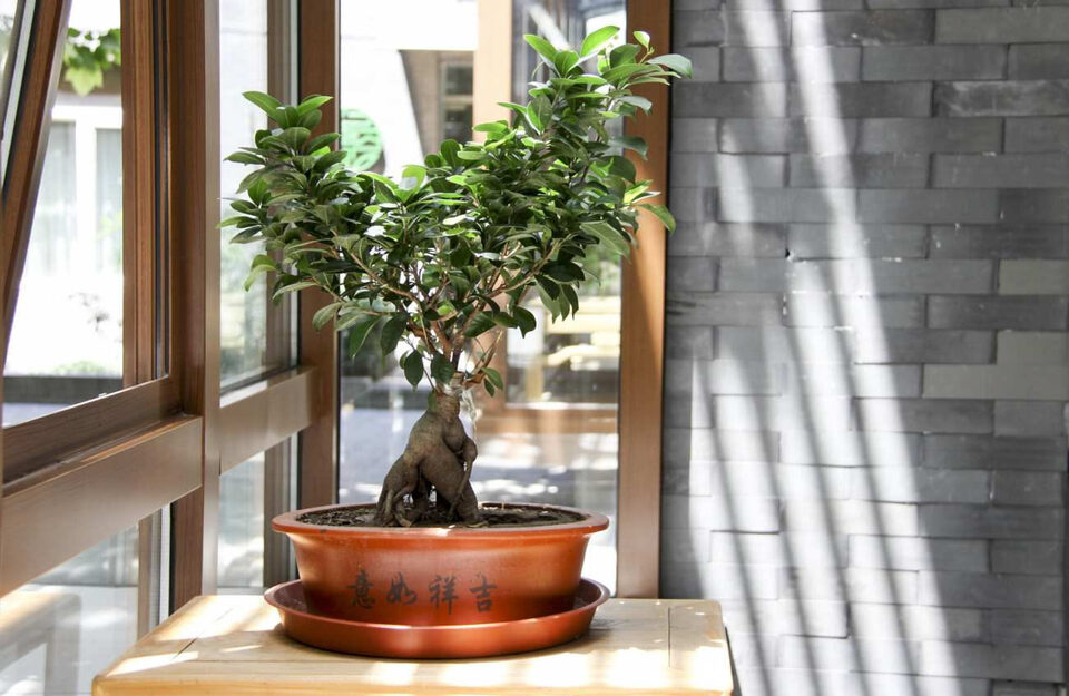 Bonsai giovane in vaso blu relativamente profondo