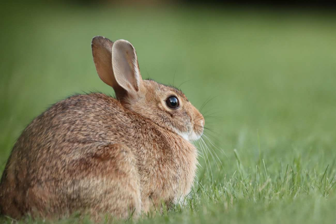 Conigli in giardino: quali ortaggi e piante possono mangiare