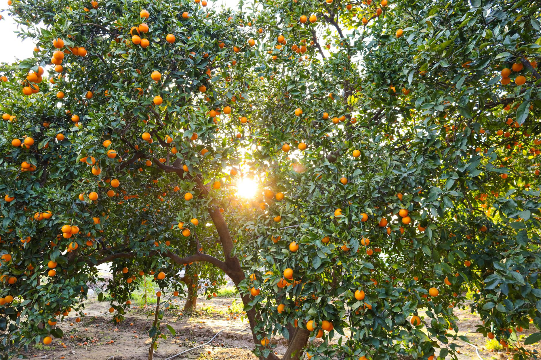 Pianta di limone: origine, varietà, coltivazione, fioritura e ciclo dei frutti