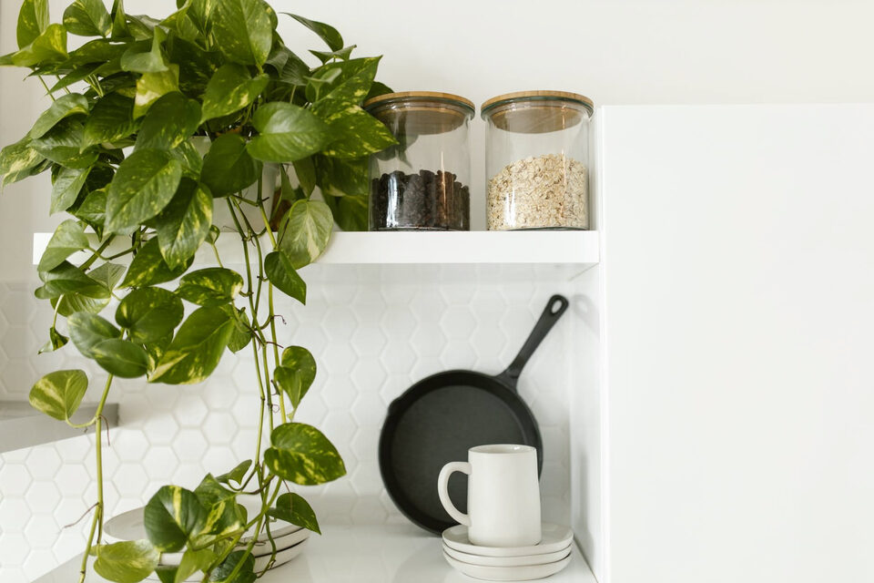 Pothos: origine, specie, crescita, coltivazione e sviluppo della pianta in casa
