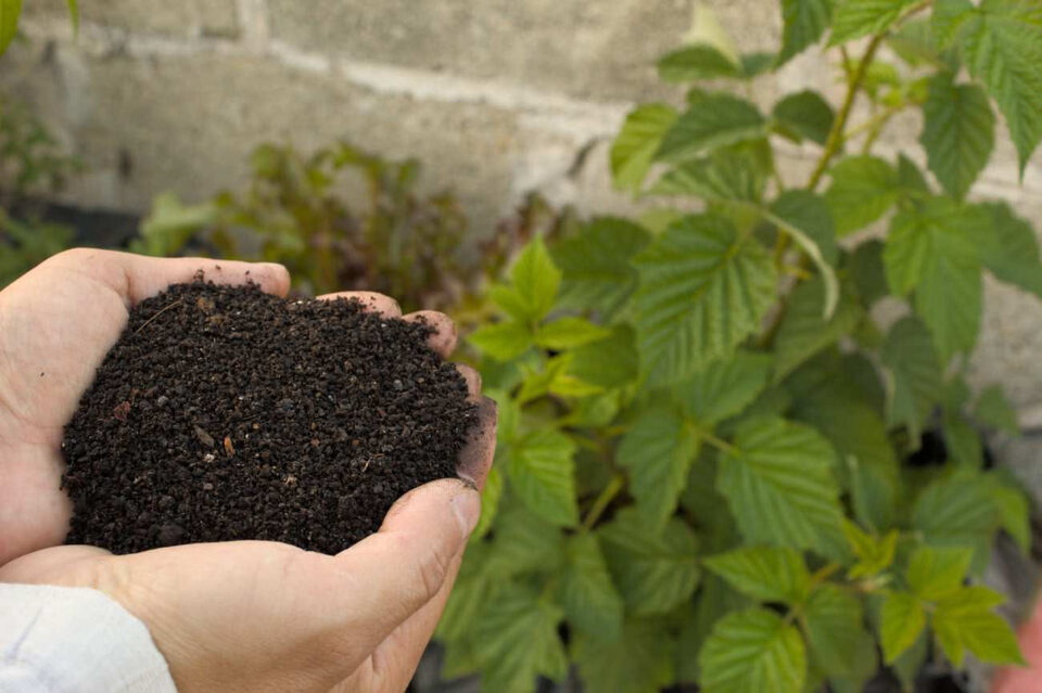 Concimazione piante: quando serve davvero e come evitare gli errori